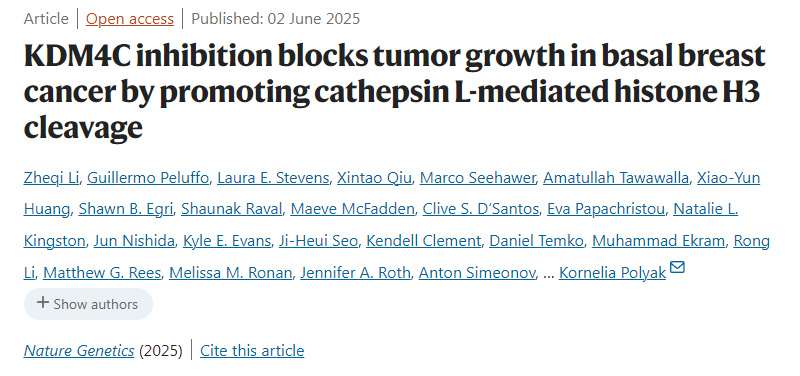 抑制 KDM4C 可通過促進組織蛋白酶 L 介導(dǎo)的組蛋白 H3 剪切來阻斷基底型乳腺癌的腫瘤生長。
