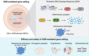 《Cell Reports Medicine》驚！基因編輯會觸發(fā)造血干細胞的炎癥、衰老樣反應(yīng)