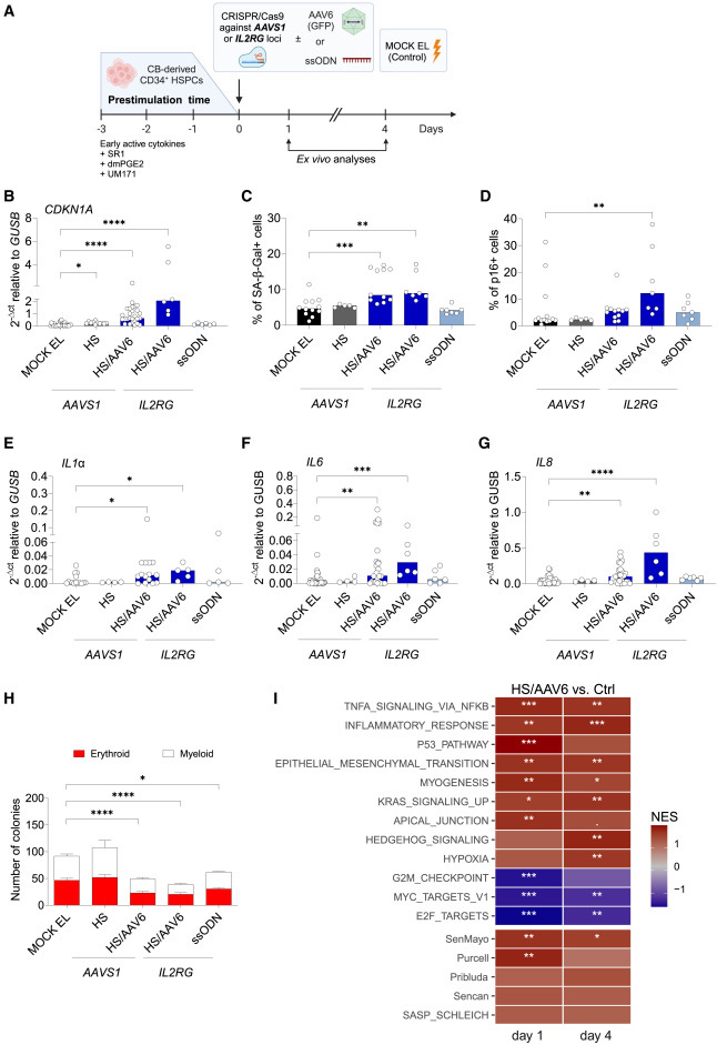 CRISPR-Cas9/AAV6介導(dǎo)的人類造血干細(xì)胞和祖細(xì)胞(HSPCs)基因編輯會觸發(fā)細(xì)胞衰老與炎癥反應(yīng)通路激活 CRISPR-Cas9/AAV6介導(dǎo)的人類造血干細(xì)胞和祖細(xì)胞(HSPCs)基因編輯會觸發(fā)細(xì)胞衰老與炎癥反應(yīng)通路激活