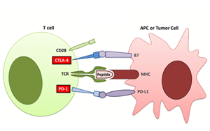 Nature Medicine：首次發(fā)現(xiàn)線粒體突變與免疫治療耐藥性相關(guān)