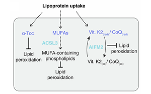 硫酸化糖胺聚糖介導(dǎo)的脂蛋白攝?。耗[瘤抵抗鐵死亡的關(guān)鍵機(jī)制