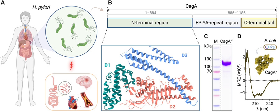  幽門螺桿菌CagA蛋白的生理學(xué)特性、結(jié)構(gòu)組織特征及其重組制備方法