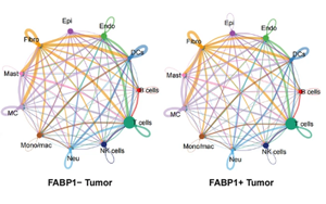 單細(xì)胞多組學(xué)揭示FABP1+ 腎細(xì)胞癌通過(guò)脂肪酸重編程激活PLG-PLAT軸驅(qū)動(dòng)腫瘤血管生成