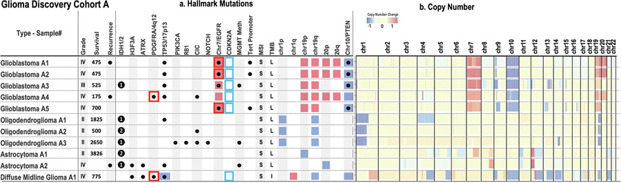 膠質(zhì)瘤發(fā)現(xiàn)隊(duì)列 A 體細(xì)胞突變概覽 膠質(zhì)瘤發(fā)現(xiàn)隊(duì)列 A 體細(xì)胞突變概覽
