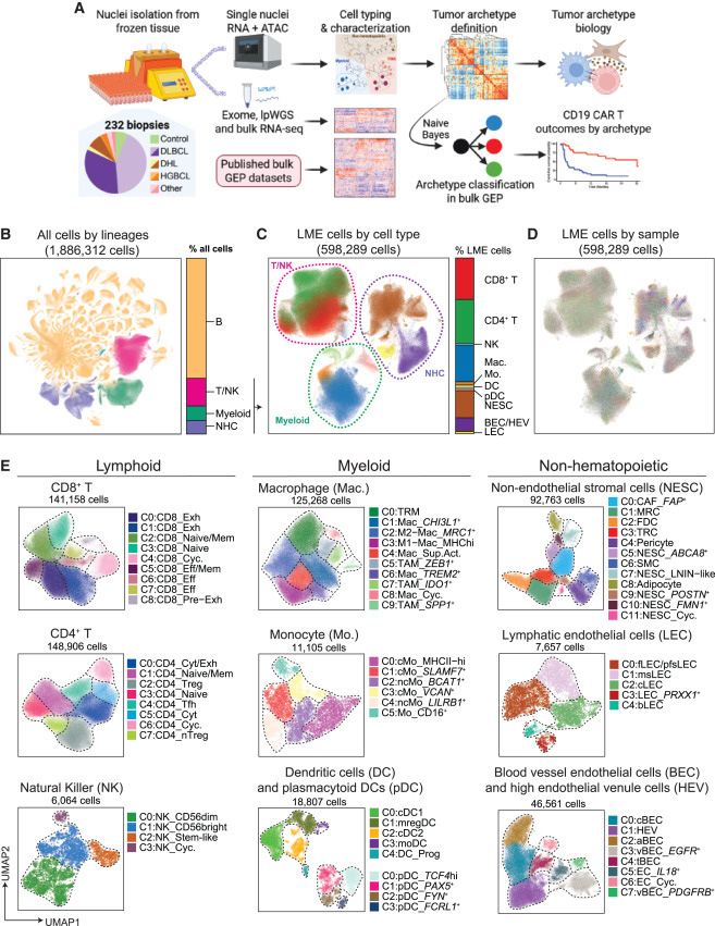 基于單細(xì)胞核多組學(xué)分析的研究設(shè)計與細(xì)胞類型概覽 基于單細(xì)胞核多組學(xué)分析的研究設(shè)計與細(xì)胞類型概覽