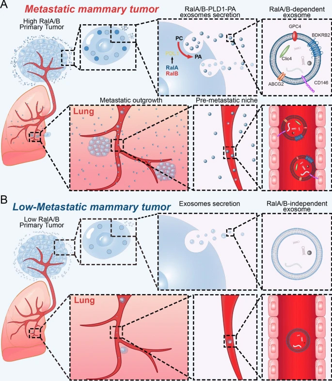  來(lái)自RalA或RalB缺陷細(xì)胞的外泌體具有較弱的器官靶向能力