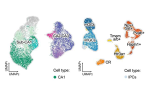 新生兒缺血性海馬早期轉(zhuǎn)錄響應(yīng)揭示細(xì)胞特異性脆弱機(jī)制與神經(jīng)保護(hù)新靶點(diǎn)