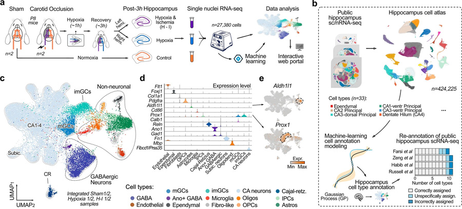 通過機器學習生成用于精確細胞類型注釋的綜合海馬圖譜 通過機器學習生成用于精確細胞類型注釋的綜合海馬圖譜