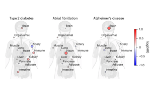 血漿蛋白質(zhì)組學(xué)揭示腦與免疫系統(tǒng)衰老與健康壽命及長(zhǎng)壽的關(guān)聯(lián)機(jī)制