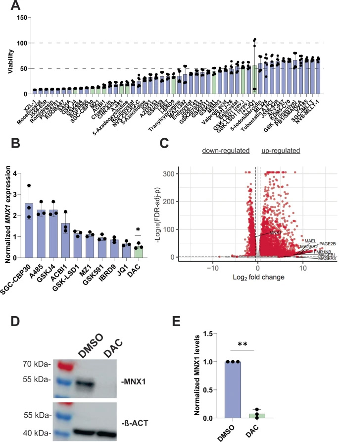 5-氮雜-2'-脫氧胞苷（DAC）介導(dǎo)的MNX1表達(dá)抑制