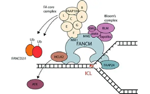 隱性FANCM癌癥綜合征：揭示高癌癥風(fēng)險(xiǎn)、化療毒性、染色體脆性和性腺功能衰竭的新型遺傳綜合征