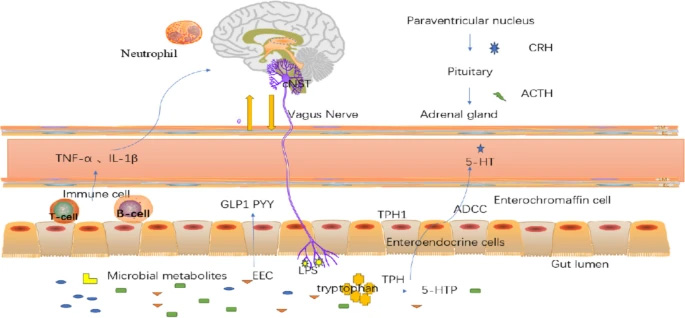 研究構想:腸腦軸中雙向通訊的作用機制 研究構想:腸腦軸中雙向通訊的作用機制