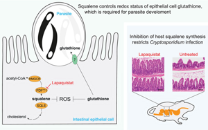 揭示宿主膽固醇代謝通路中角鯊烯調(diào)控隱孢子蟲生存的關(guān)鍵機(jī)制及其治療潛力
