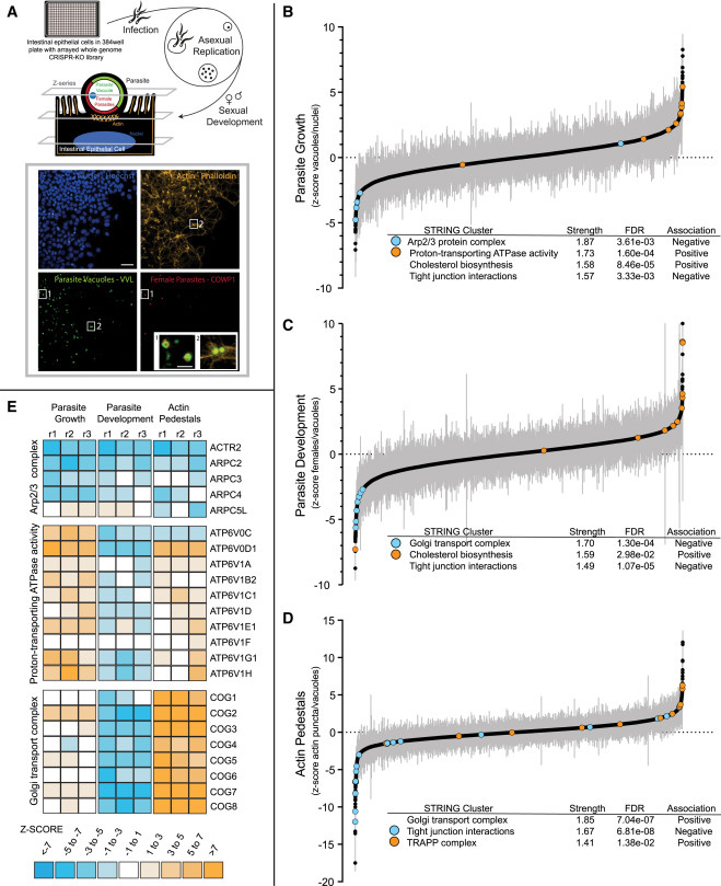 使用基于智能體的模型實現(xiàn)細胞知識數(shù)字化 使用基于智能體的模型實現(xiàn)細胞知識數(shù)字化