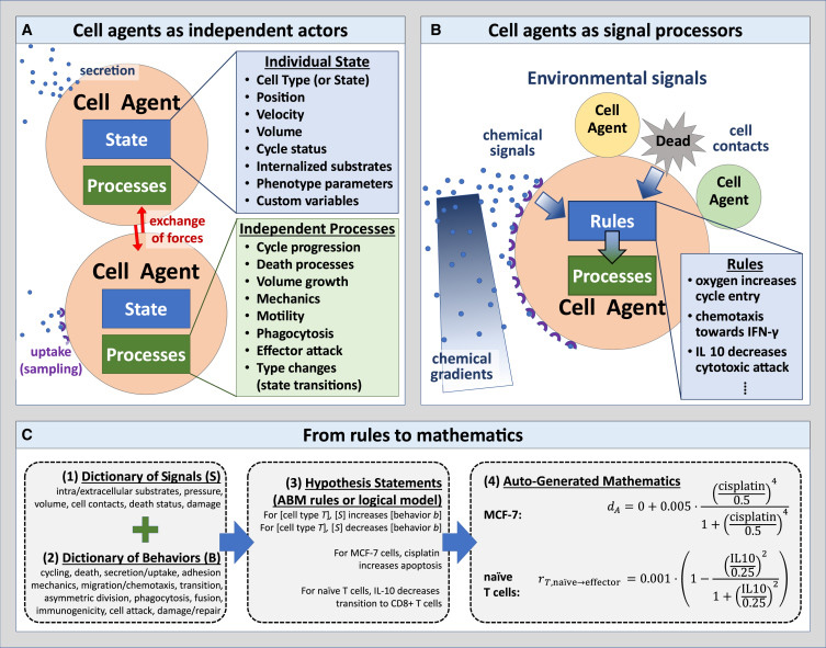 人類可讀語法編碼實現(xiàn)多細胞系統(tǒng)生物學模型以普及虛擬細胞實驗室 人類可讀語法編碼實現(xiàn)多細胞系統(tǒng)生物學模型以普及虛擬細胞實驗室