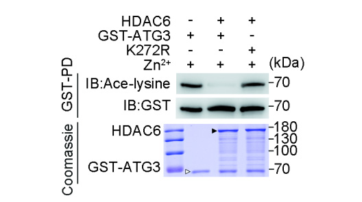 在缺乏持續(xù)抗原刺激的條件下，PD-1仍持續(xù)表達(dá)于小鼠和人類CD8+組織駐留記憶T細(xì)胞表面