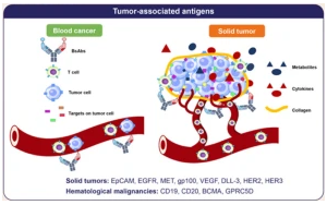 雙特異性抗體：開啟腫瘤治療新時(shí)代