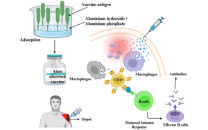 疫苗里的 “隱形助手”：佐劑到底是何方神圣？