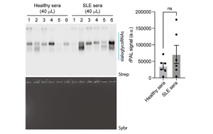 RNA N-糖基化通過免疫逃逸和穩(wěn)態(tài)胞葬作用維持免疫平衡的分子機制