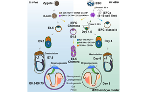 化學誘導胚胎祖細胞實現(xiàn)小鼠胚胎發(fā)育全周期高保真體外模型構(gòu)建