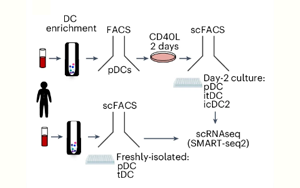TNF與I型干擾素調(diào)控漿細胞樣樹突狀細胞命運轉(zhuǎn)換的分子機制及其在炎癥與衰老中的作用