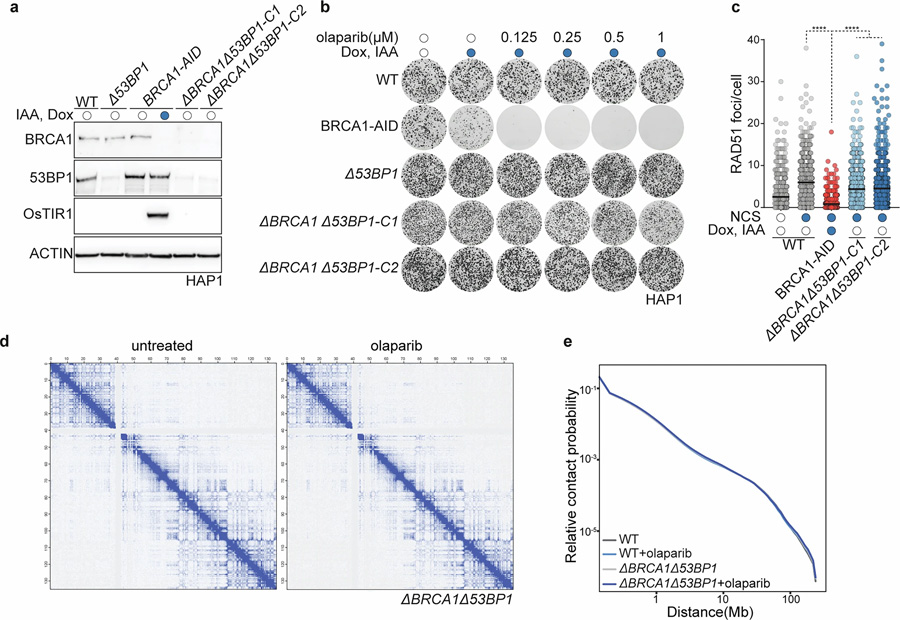 HAP1 delta-BRCA1delta-53BP1細(xì)胞具有PARP抑制劑耐藥性，且PARPi處理不改變整體染色質(zhì)構(gòu)象
