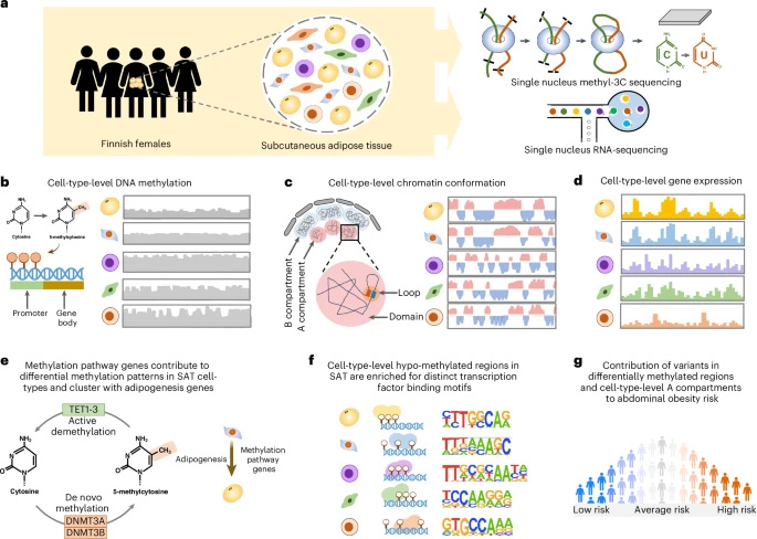 本研究采用 snm3C-seq 和 snRNA-seq 技術(shù)，在人類皮下脂肪組織（SAT）中對細胞類型水平的 DNA 甲基化、染色質(zhì)構(gòu)象及基因表達進行表征，并解析腹部肥胖的遺傳風險