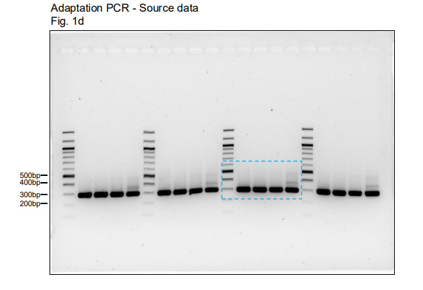 對于所有Northern和Western印跡實驗，上樣量對照與目的信號均在同一塊凝膠/膜上進(jìn)行檢測。