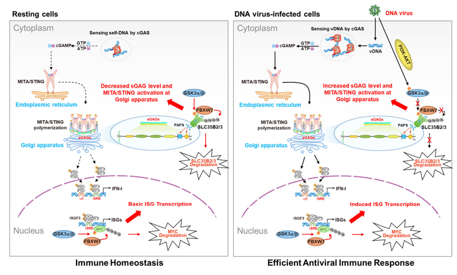 GSK3α/β-FBXW7分子軸調(diào)控MITA/STING蛋白活性及下游I型干擾素應(yīng)答通路的作用機(jī)制模型 GSK3α/β-FBXW7分子軸調(diào)控MITA/STING蛋白活性及下游I型干擾素應(yīng)答通路的作用機(jī)制模型