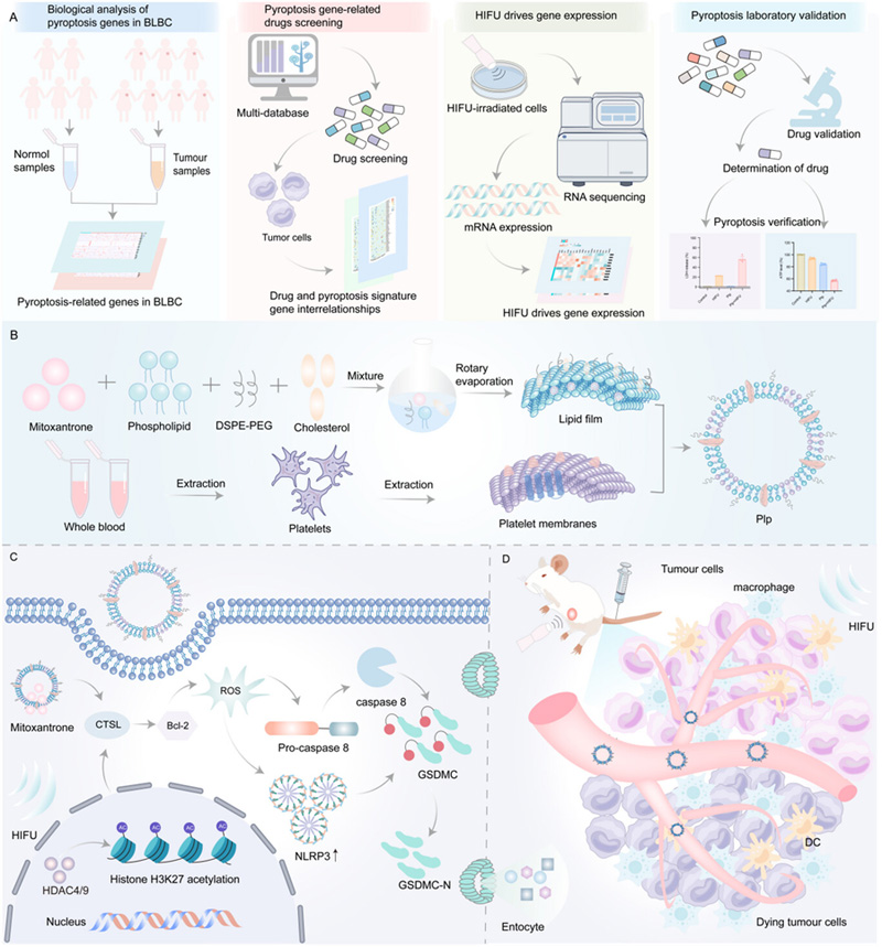 闡述了細(xì)胞焦亡誘導(dǎo)劑的篩選及其與HIFU聯(lián)合治療BLBC的作用機(jī)制研究 闡述了細(xì)胞焦亡誘導(dǎo)劑的篩選及其與HIFU聯(lián)合治療BLBC的作用機(jī)制研究