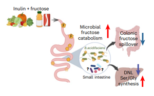 膳食纖維菊粉通過調控腸道菌群代謝果糖改善肝臟脂肪變性和胰島素抵抗的機制研究