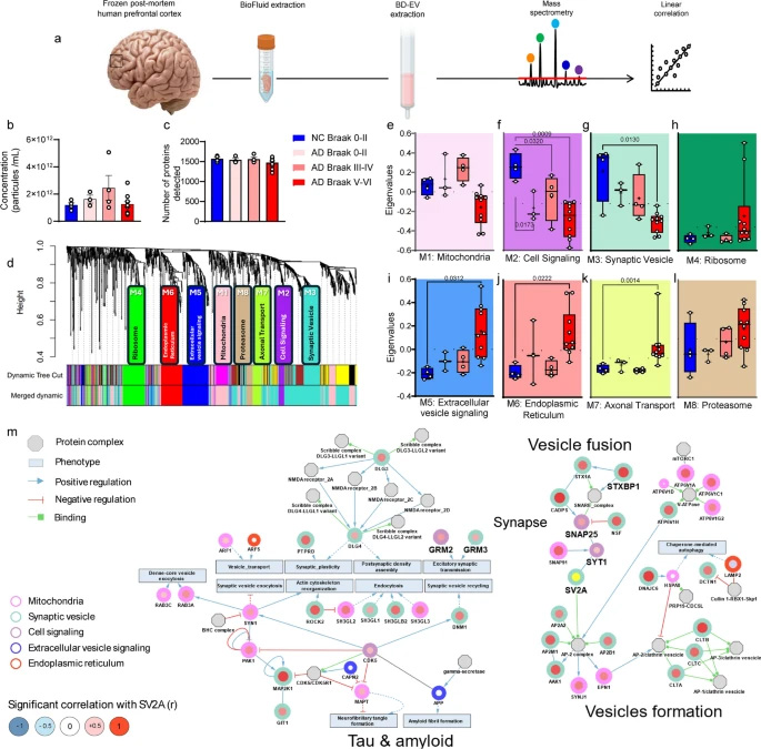 AD與NC腦源性細胞外囊泡的蛋白質(zhì)組學(xué)分析