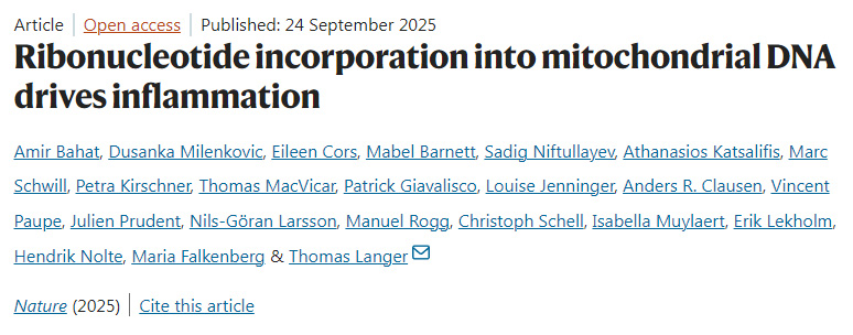 核糖核苷酸摻入線粒體DNA驅(qū)動(dòng)炎癥反應(yīng) 核糖核苷酸摻入線粒體DNA驅(qū)動(dòng)炎癥反應(yīng)