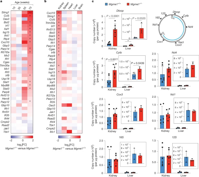 Mgme1?/?小鼠的遲發(fā)性腎炎 Mgme1?/?小鼠的遲發(fā)性腎炎