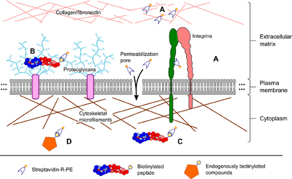 R-藻紅蛋白標記鏈霉親和素（PE-SA）