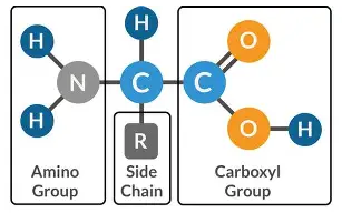 不同組合氨基酸在培養(yǎng)基中的應(yīng)用，一篇講透