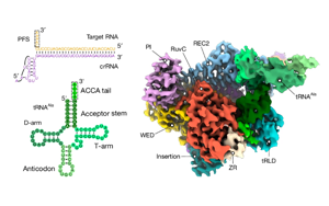 RNA觸發(fā)的Cas12a3通過(guò)切割tRNA尾部執(zhí)行細(xì)菌免疫新機(jī)制