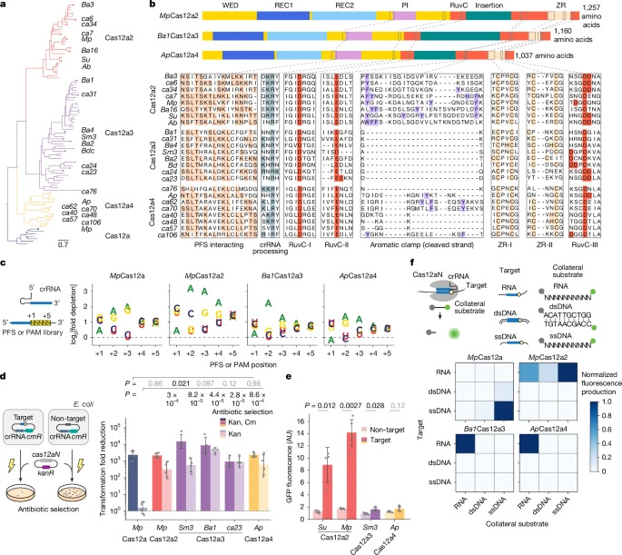兩個(gè)與V型Cas12a2核酸酶相關(guān)的不同進(jìn)化分支，可被RNA激活并實(shí)現(xiàn)對(duì)RNA（而非DNA）的剪切功能