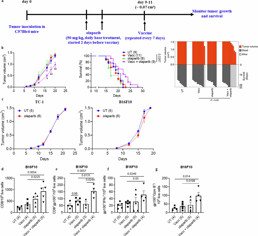 PARP抑制增強CD8+ T細(xì)胞的抗腫瘤效應(yīng) PARP抑制增強CD8+ T細(xì)胞的抗腫瘤效應(yīng)