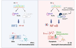 干擾素反應是對抗鼻病毒感染的關鍵