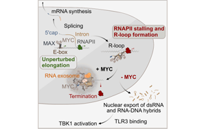 科學家揭露了癌癥如何隱藏在人們眼皮底下