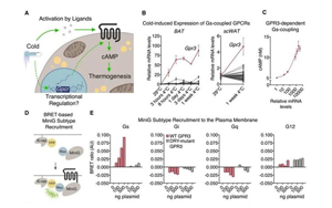 Cell突破：吃貨大軍感動哭！科學(xué)家找到一條新的燃脂通路，具有持久生效潛力