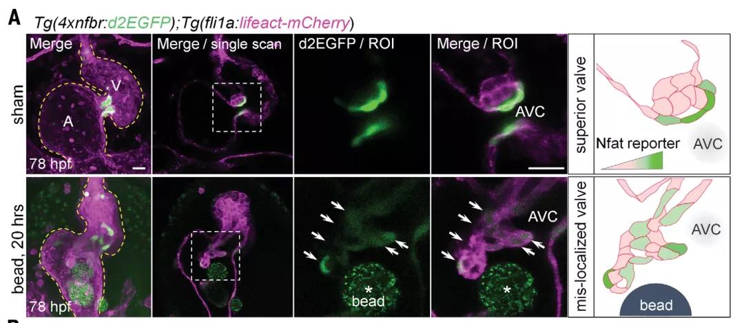 心臟發(fā)育機制的大發(fā)現(xiàn)！Science：機械應(yīng)力對心臟瓣膜形成過程的調(diào)控機制