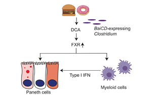 Cell子刊：腸道炎癥、感染的原因找到了，都是披薩漢堡惹的禍！