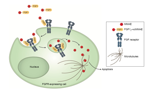 Cell子刊：糖尿病治療新突破！科學(xué)家發(fā)現(xiàn)了獨(dú)立于胰島素之外的新降糖途徑