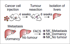 癌癥治療新發(fā)現(xiàn)！Nature 揭秘腫瘤細胞“休眠”機制，有效預(yù)防轉(zhuǎn)移癌