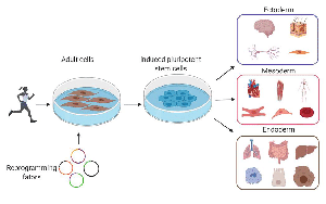 基于DNBelab C4和DNBSEQ測序技術(shù)，中科院、華大研究院等在單細(xì)胞領(lǐng)域重大突破在Nature發(fā)表