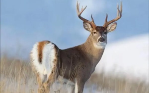 Nature：被忽視的野生動(dòng)物傳播，助力新冠病毒“失控”突變