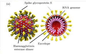 Nature：流感疫苗竟可降低90%的新冠重癥！