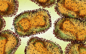 猴痘病毒新基因測序結(jié)果公布，近似于英國三年前毒株